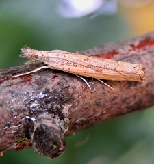 Agriphila geniculea