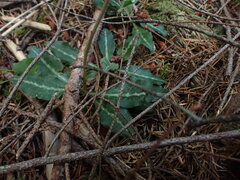 Goodyera oblongifolia