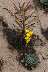 Erysimum menziesii