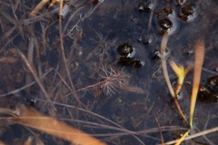 Utricularia intermedia