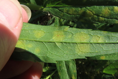 Coleosporium solidaginis