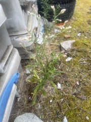 Pseudognaphalium ramosissimum