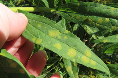 Coleosporium solidaginis