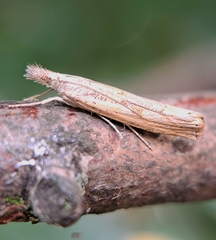 Agriphila geniculea