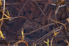 Utricularia intermedia