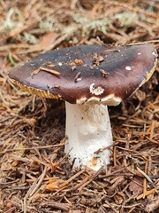 Russula xerampelina