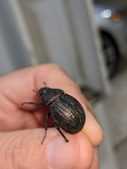 Phyllophaga cribrosa