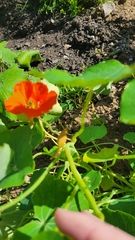 Tropaeolum majus