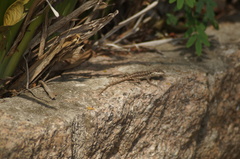 Tropidurus torquatus