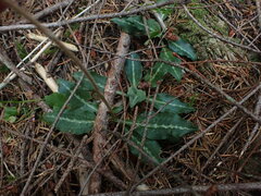 Goodyera oblongifolia