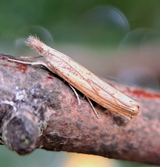 Agriphila geniculea
