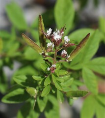 Polanisia dodecandra