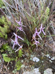 Disa biflora