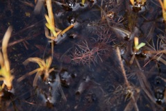 Utricularia intermedia