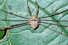 Dicranopalpus
