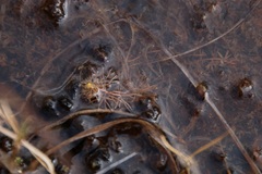 Utricularia intermedia