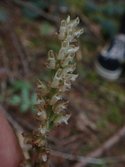 Goodyera oblongifolia