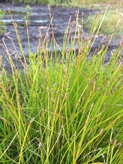 Eleocharis