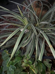 Asparagoideae