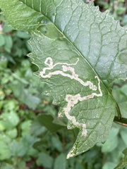 Phytomyza triangularidis