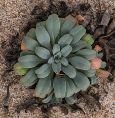 Erysimum menziesii