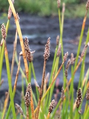 Eleocharis