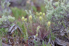 Castilleja thompsonii