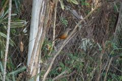 Turdus rufiventris