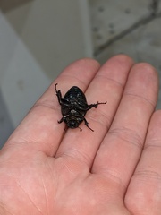 Phyllophaga cribrosa