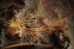 Utricularia intermedia