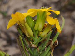 Erysimum menziesii