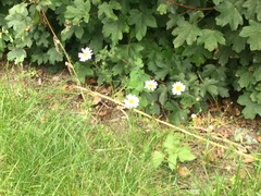 Leucanthemum vulgare