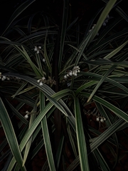 Asparagoideae
