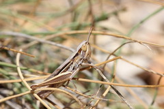 Euchorthippus elegantulus