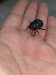 Phyllophaga cribrosa