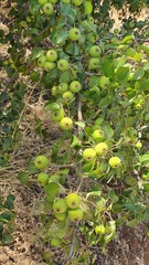 Pyrus