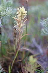 Castilleja thompsonii