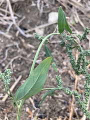 Atriplex patula