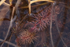 Utricularia intermedia