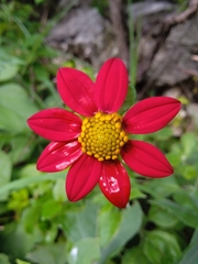 Dahlia coccinea