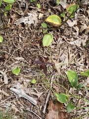 Lysimachia borealis