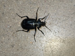 Calosoma