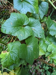 Marah oregana