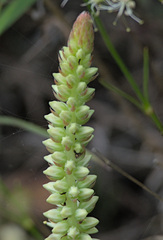 Orostachys spinosa