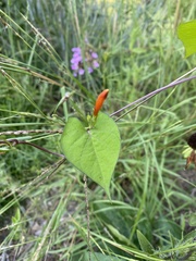 Ipomoea coccinea