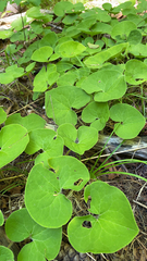 Asarum canadense