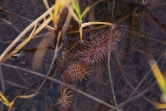Utricularia intermedia