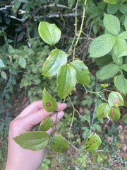 Smilax rotundifolia
