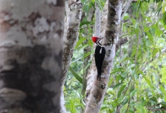 Dryocopus lineatus
