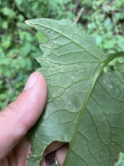 Phytomyza triangularidis